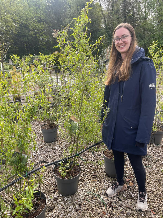 Salix babylonica Tortuosa 12 Litre Pot 100/125cm
