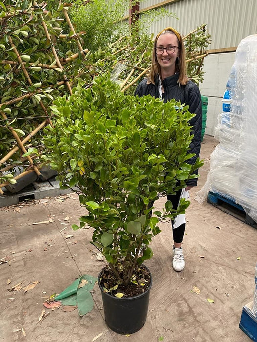 Pallet Deal Griselinia Littoralis 15 Litre 100/125cm x 15