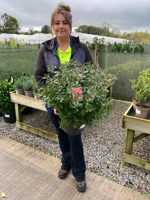 Azalea japonica Blauws Pink 7.5 Litre Pot