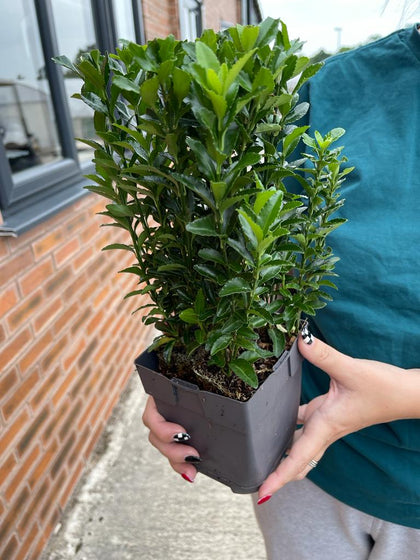 Euonymus Jap. Green Spire 1 Litre Pot 20cm Tall x 10 Plant Multi-Buy