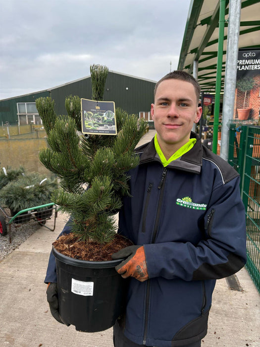 Pinus Nigra Oregon Green 15 Litre Pot