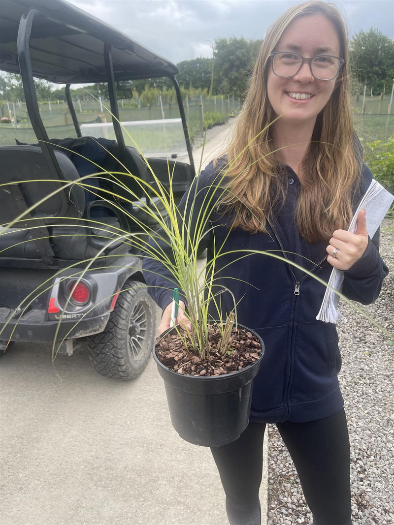 Miscanthus Sinensis Gracillimus 3 Litre Pot