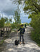 Betula ermanii Holland Standard 8-10cm Girth Pot Growing Ready-Pre-Order June