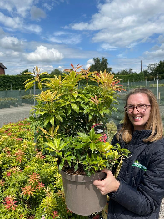 Pieris jap. Forest Flame 10 Litre Pot