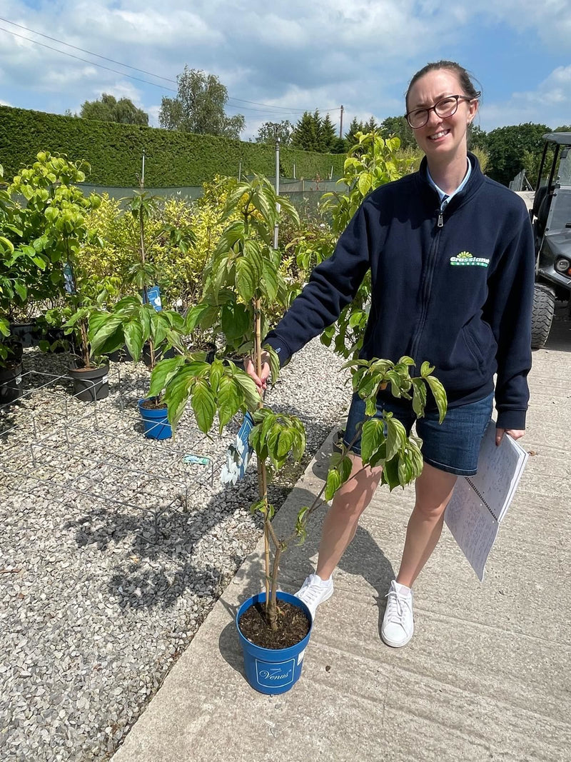 Cornus Kousa Venus 6 Litre Pot