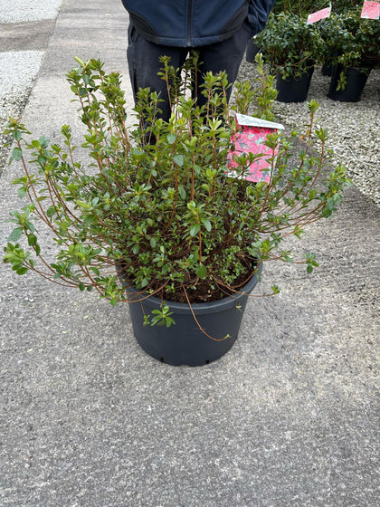 Azalea Japonica Toreador 40 Litre Pot