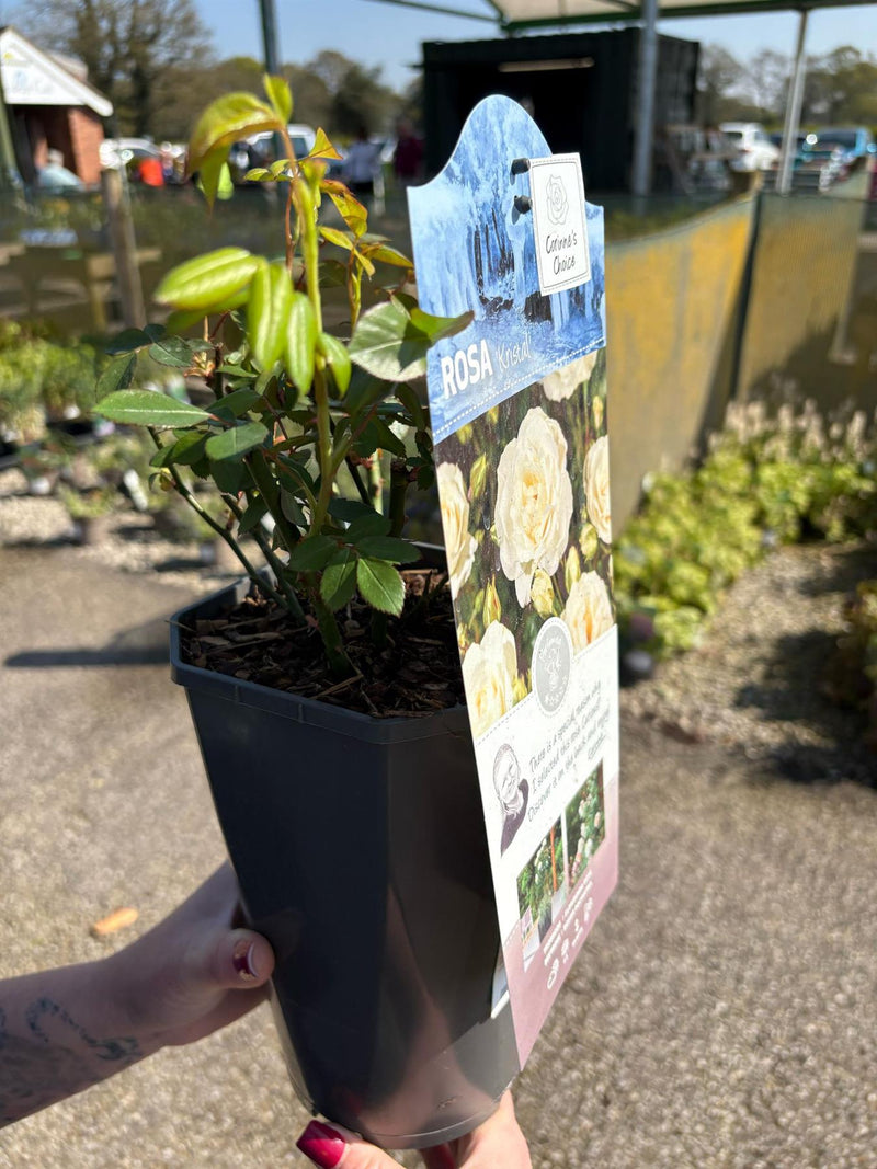 Rose Kristal 3 Litre Pot