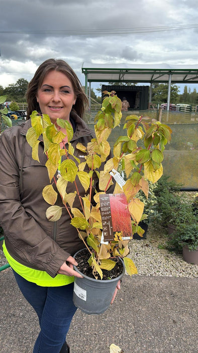 Cornus Magic Flame 4.5 Litre Pot