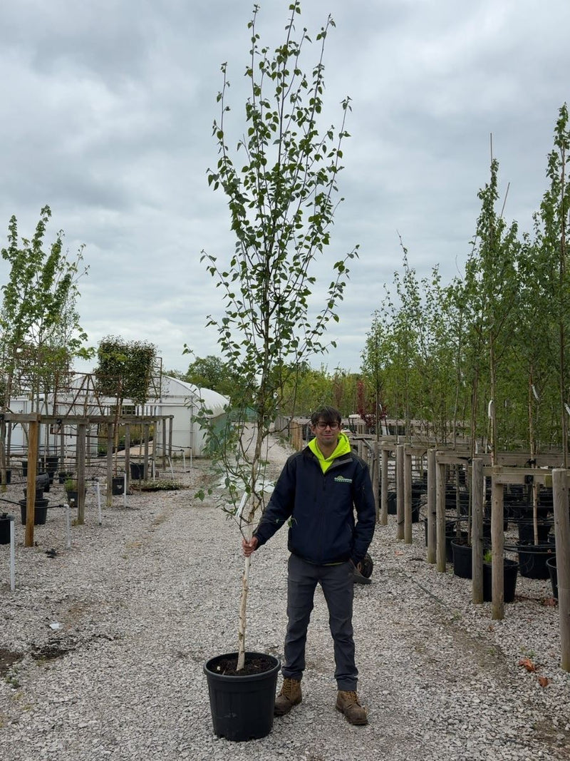 Betula Utilis Jacquemontii 8-10 Girth