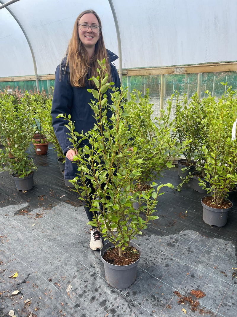 Griselinia Littoralis 7.50 Litre 90/100cm