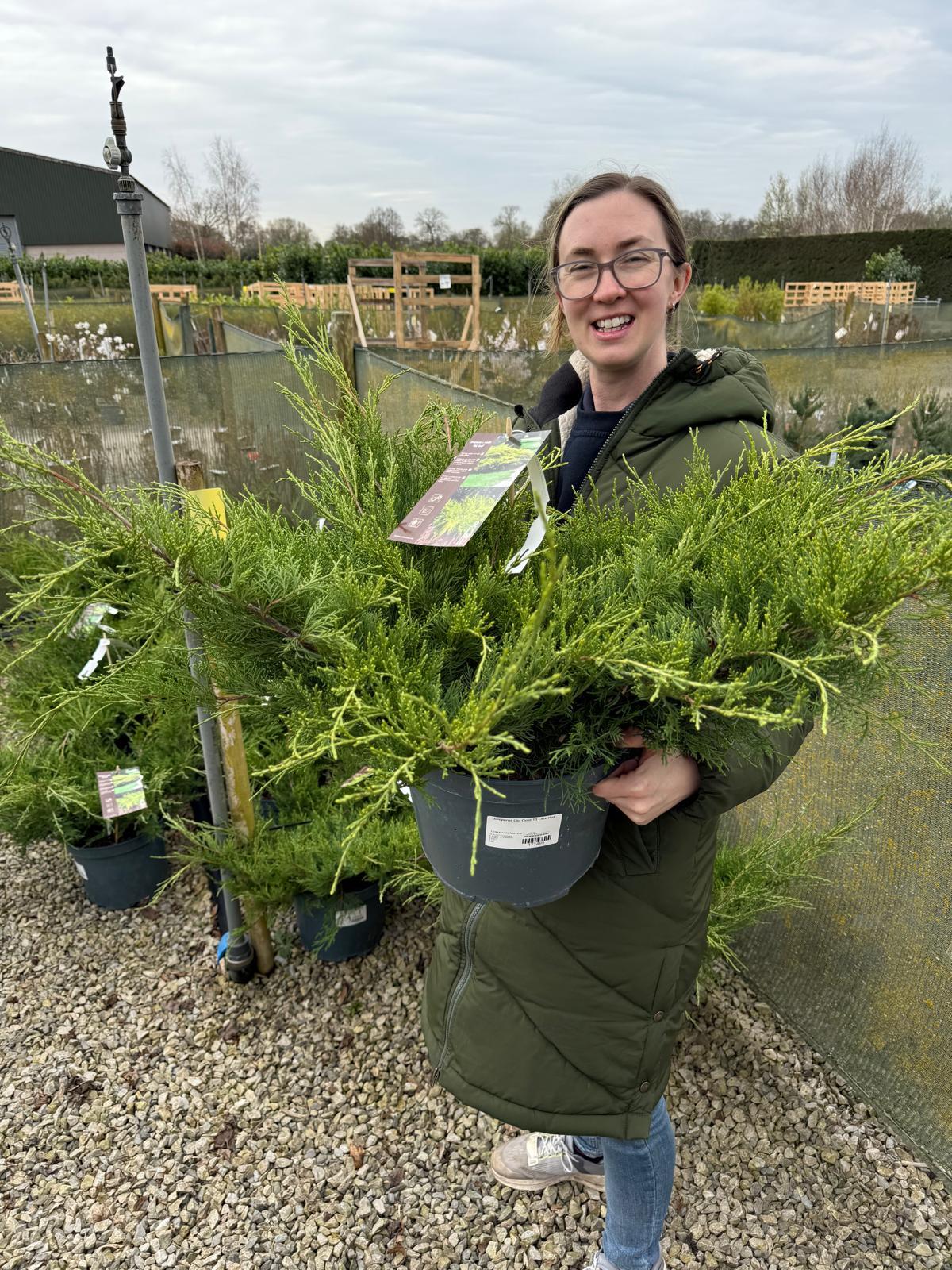 Juniperus Old Gold 10 Litre Pot