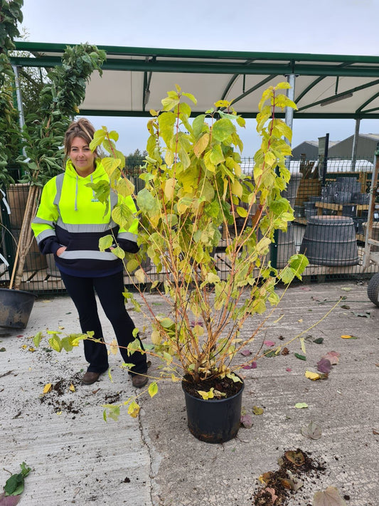 Cornus Magic Flame 20 Litre Pot 100-125cm Tall