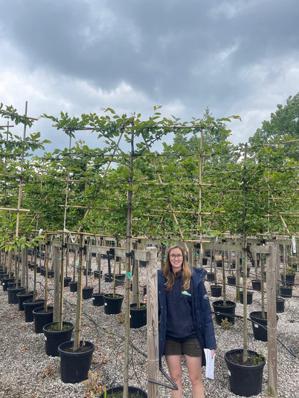 Carpinus B. Pleached  Potted 150 Trunk 10/12 Girth 150x120cm Frame