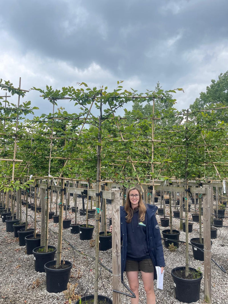 Carpinus B. Pleached  Potted 150 Trunk 10/12 Girth 150x120cm Frame