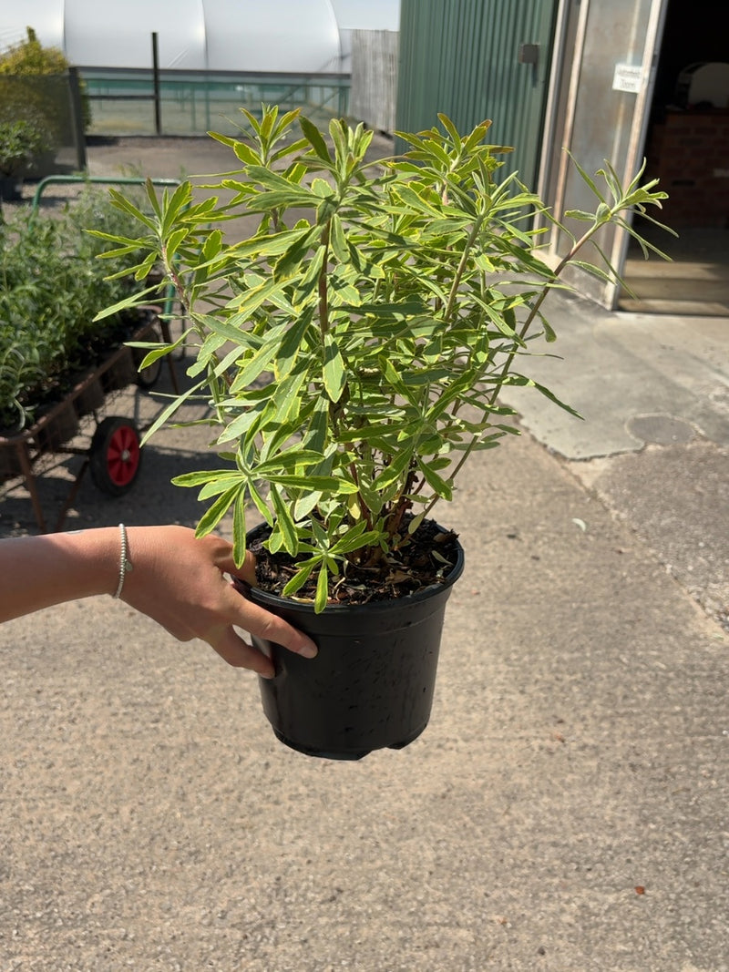 Euphorbia Ascot Rainbow 3 Litre Pot