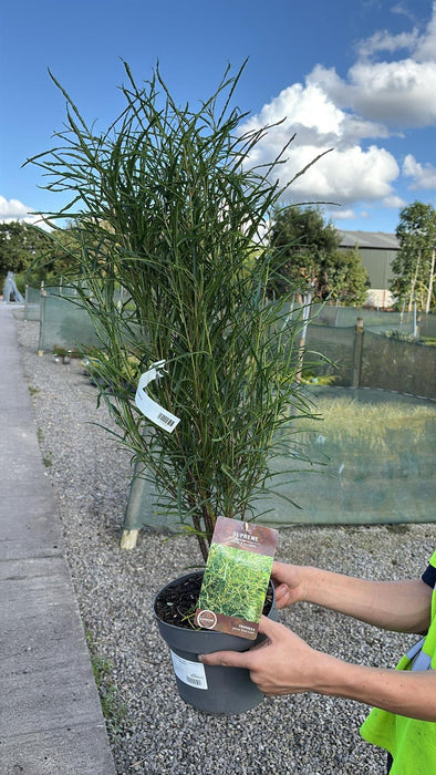 Frangula Fine Line 4 Litre Pot 60/80cm