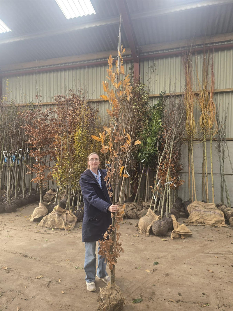 Quercus Robur Fastigata Koster 6-8cm Girth Pre Order/Ready For June