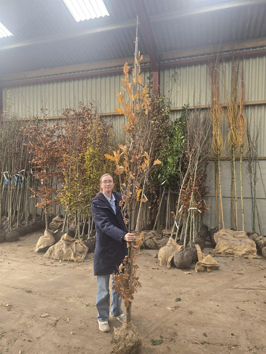 Quercus Robur Fastigata Koster 6-8cm Girth Root Ball