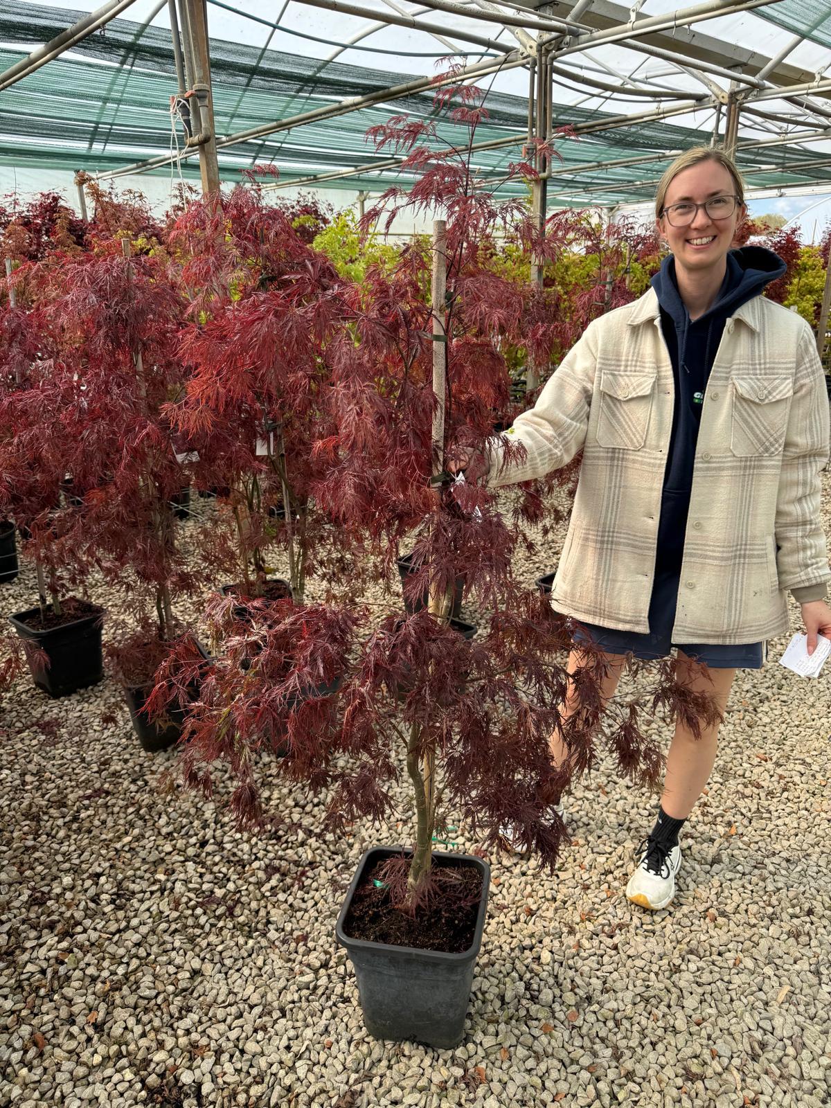 Acer palmatum Inaba Shidare 14 Litre Pot — Grasslands Nursery