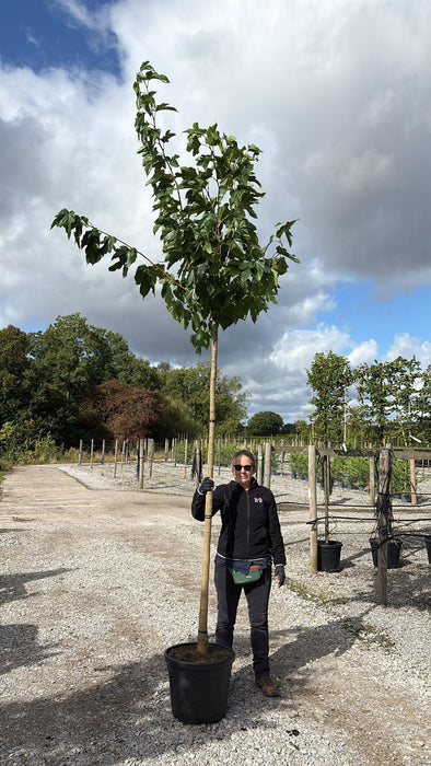 Morus alba Fruitless Full Standard 45 Litre Pot 12/14cm Girth