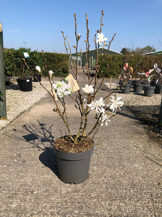 Magnolia Stellata 12 Litre Pot 80/100cm