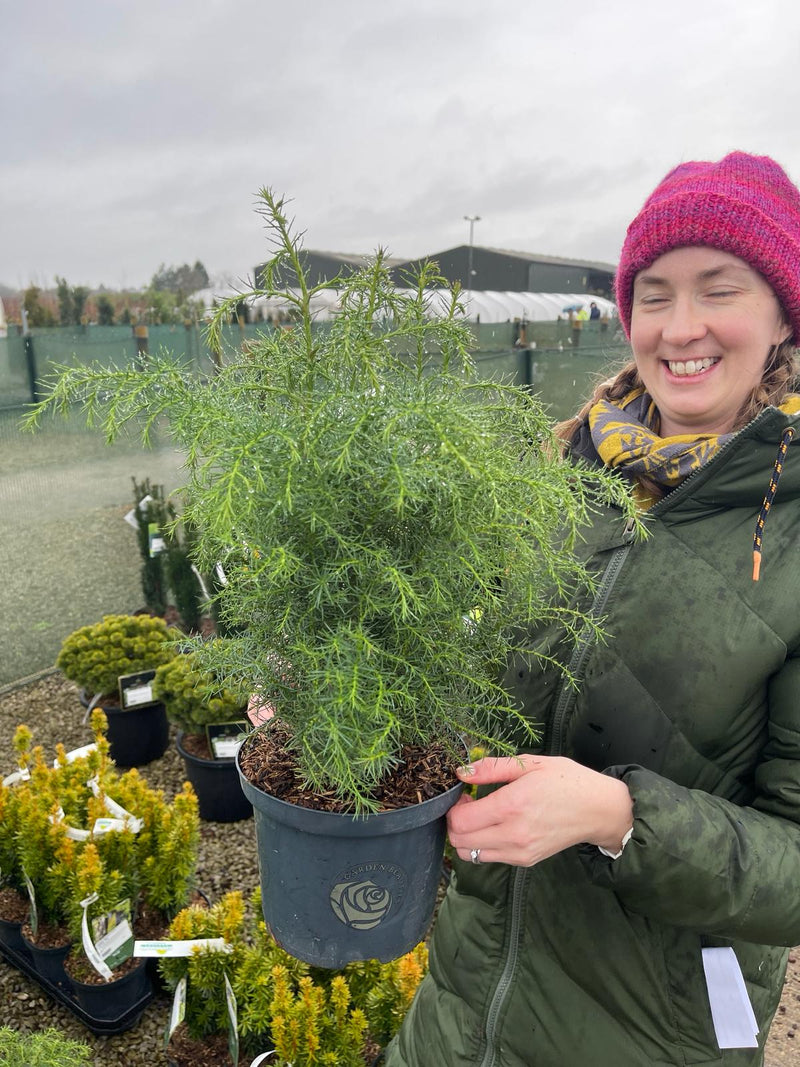 Cryptomeria J. Elegans Viridis 2.5 Litre Pot