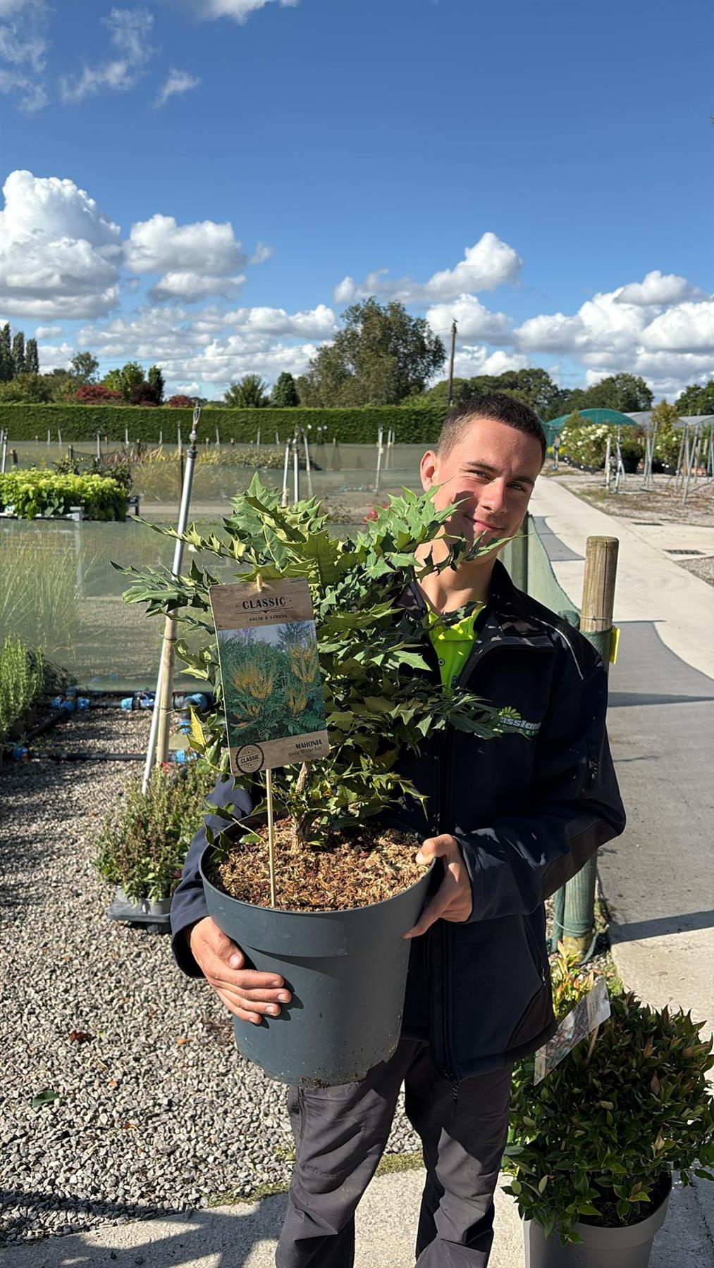 Mahonia media Winter Sun 12 Litre Pot 50/80cm