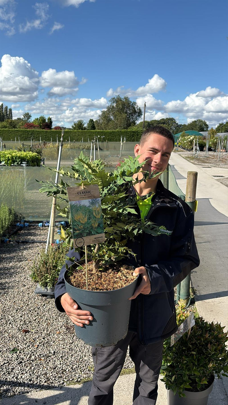 Mahonia media Winter Sun 12 Litre Pot 50/80cm