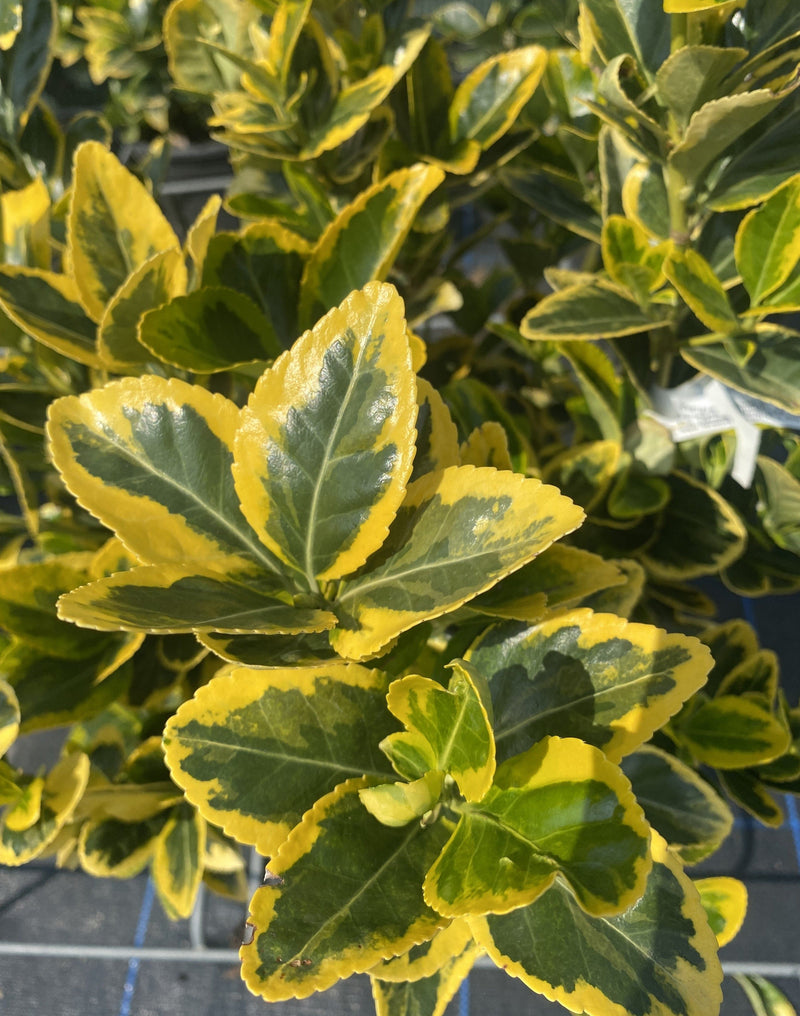 Euonymus japonicus Aurea 1/4 Standard 7 Litre Pot