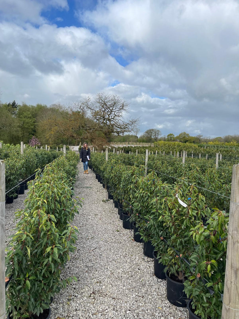 Portuguese Laurel Hedging 15 Litre Pot 90/100cm