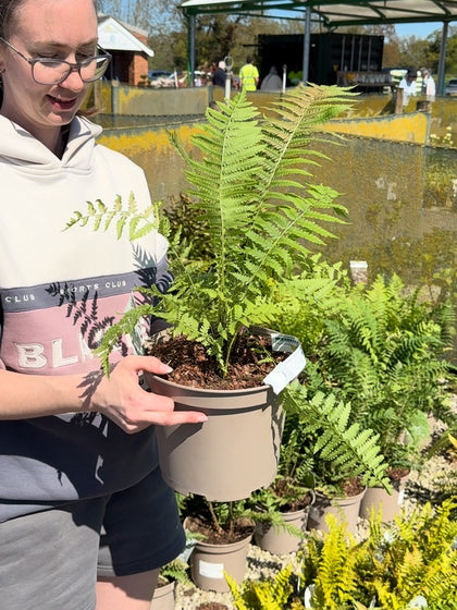 Matteuccia Struthiopteris 5 Litre Pot