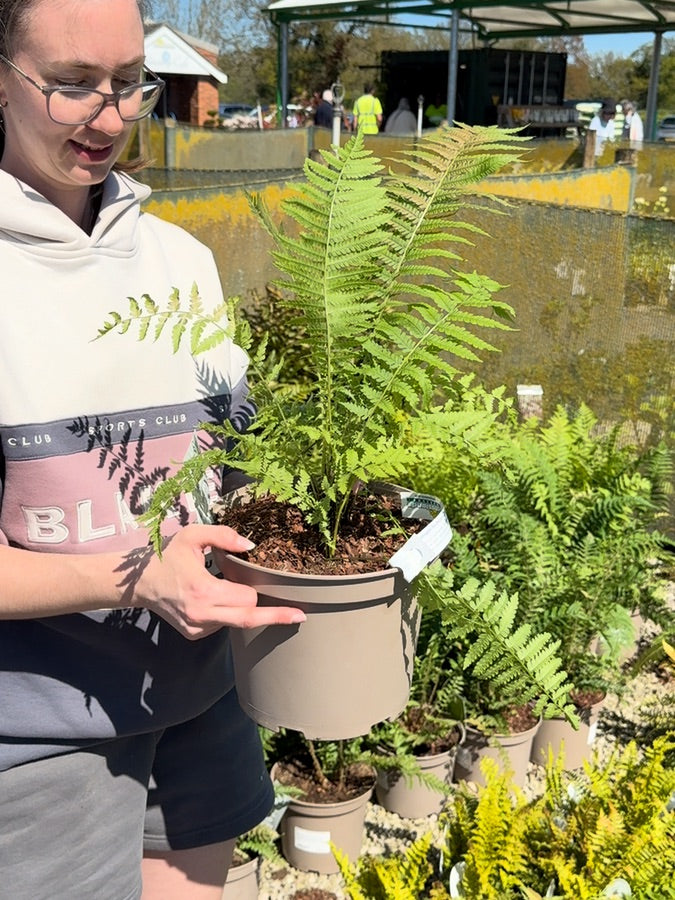 Matteuccia Struthiopteris 5 Litre Pot