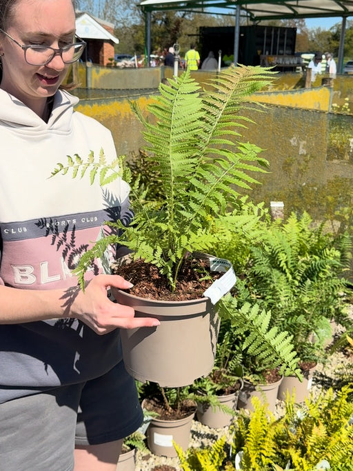 Matteuccia Struthiopteris 5 Litre Pot
