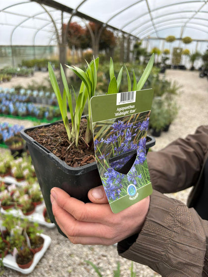 Agapanthus Midnight Star 2 Litre Pot