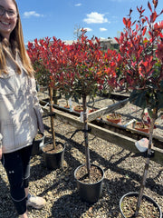 Photinia x fraseri Pink Marble Half Standard 12 Litre Pot
