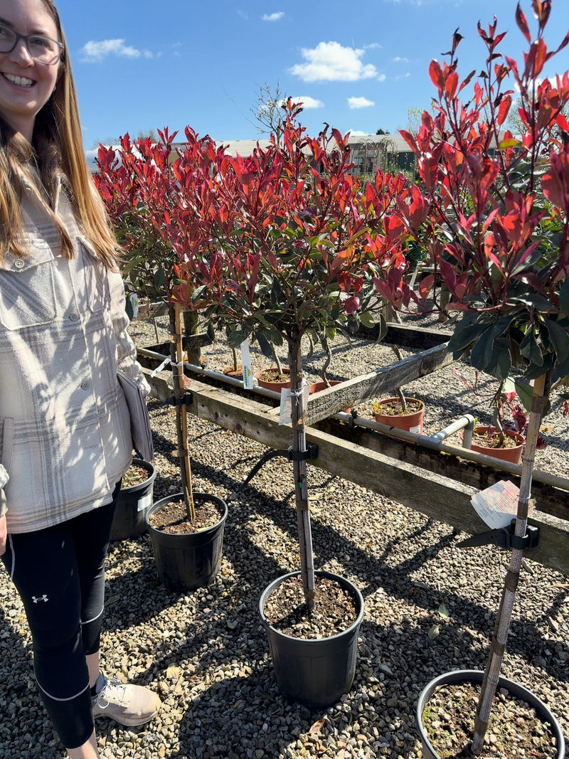 Photinia x fraseri Pink Marble Half Standard 12 Litre Pot