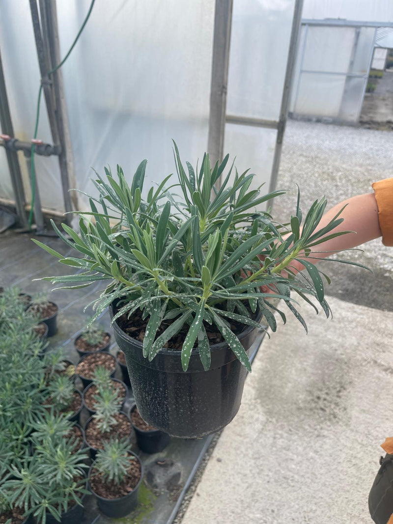 Euphorbia Characias Wulfenii 3 Litre Pot
