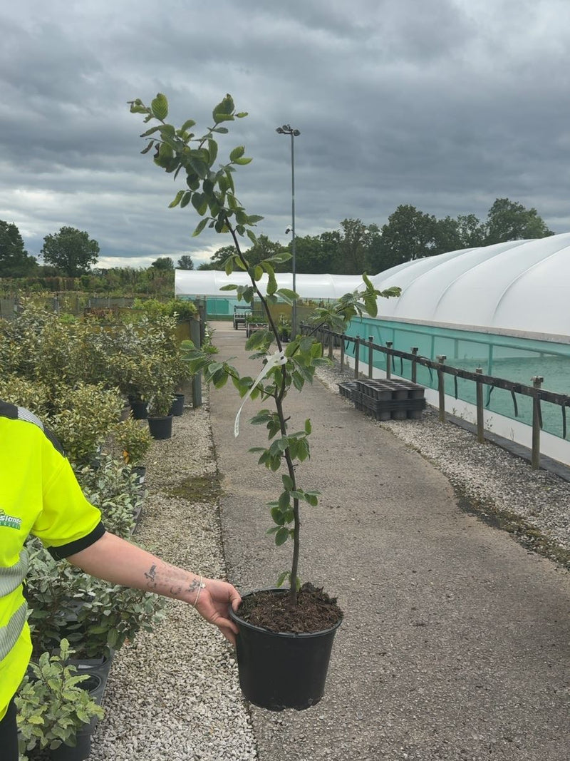 Hornbeam Or Carpinus Hedging 5 Litre Pot