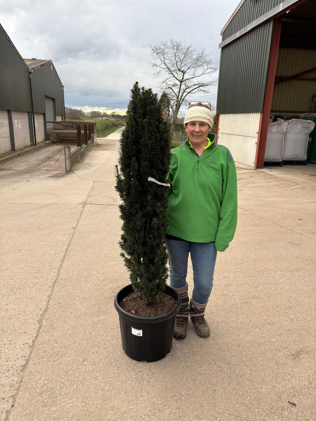 Taxus Baccata Fastigiata Robusta 125-150cm