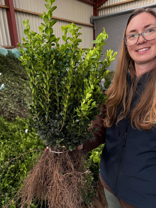 Box Hedging 25/30cm Bare Root Delivery from November