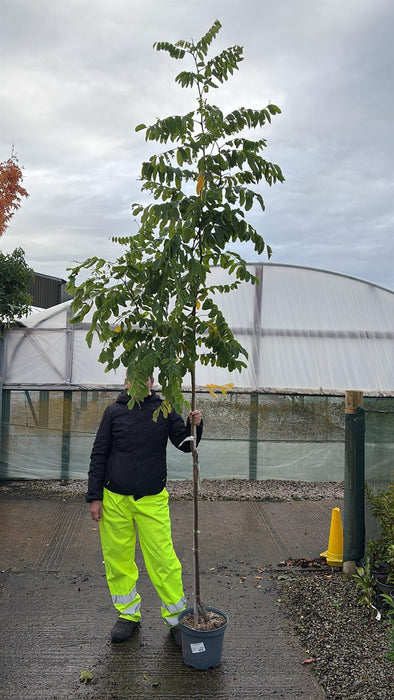 Robinia x margaretta Georgia da Torino 10 Litre Pot