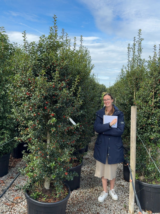 Ilex Aquiifolium Dragon Lady Instant Screen 160/180 90 Litre Pot