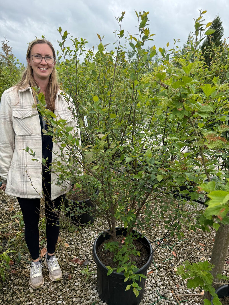 Amelanchier Lamarckii Multi Stem 100/125cm