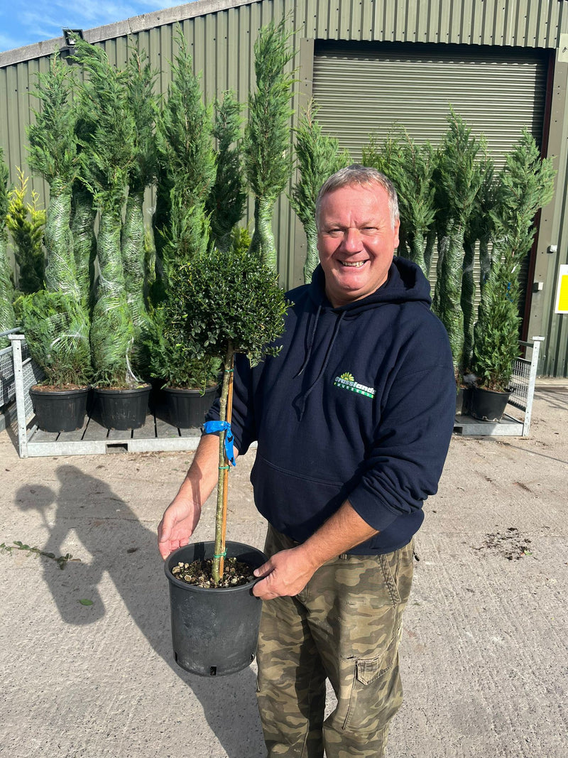Ilex Crenata Dark Green 12 Litre Pot 1/4 Standard