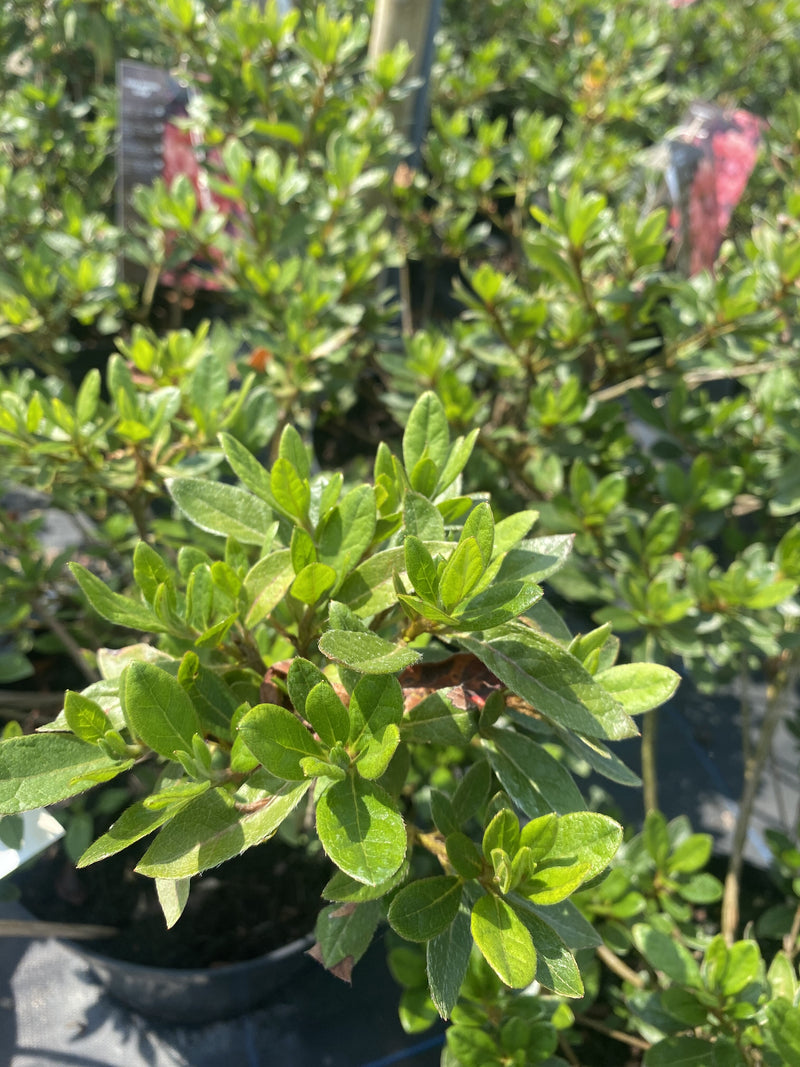 Azalea x Repetita Coral 10 Litre Pot