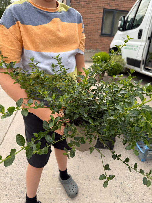 Ceanothus Repens 2 Litre Pot