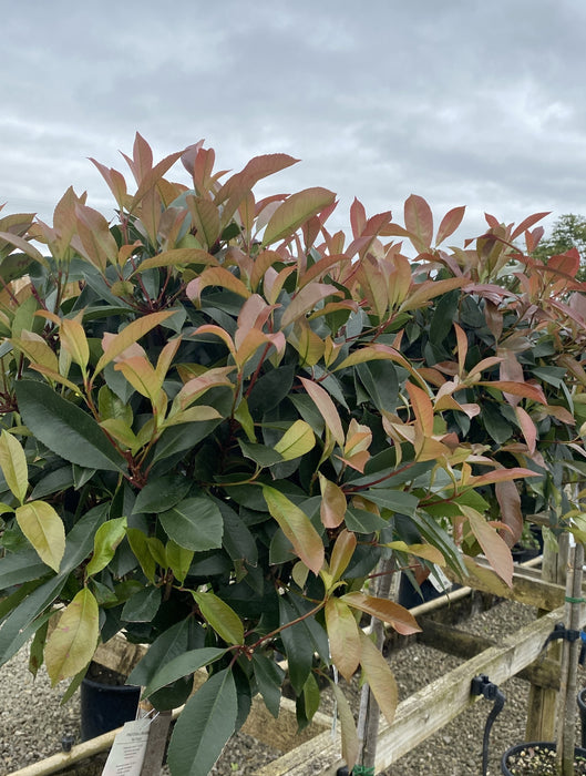 Photinia Red Robin 1/2 Standard 110cm Stem and 60-70cm Head
