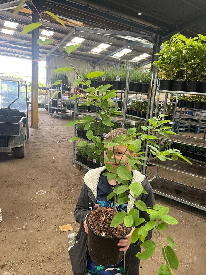 Amelanchier Lamarckii Multi-Stem 2/2.5M