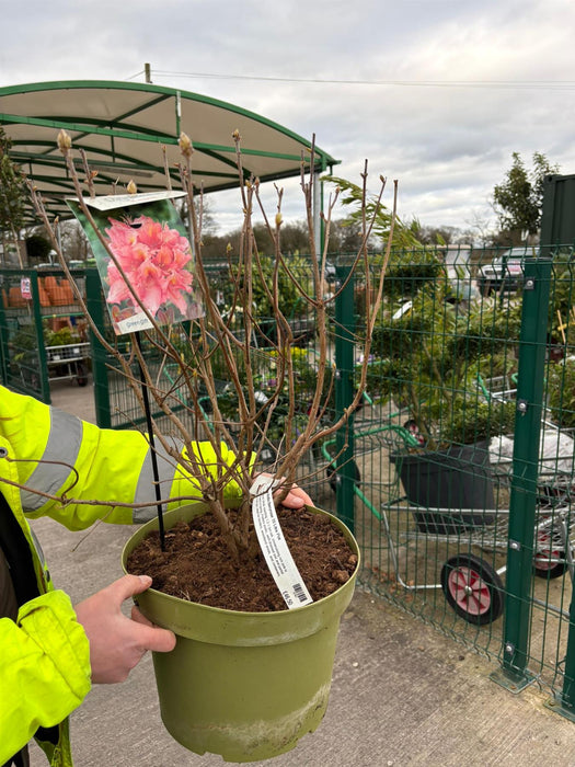 Azalea Mollis Berryrose 10 Litre Pot