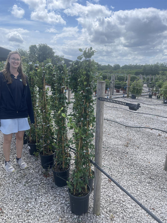 Trachelospermum Jasminoides 9 Litre Pot 3 Canes 140/150cm